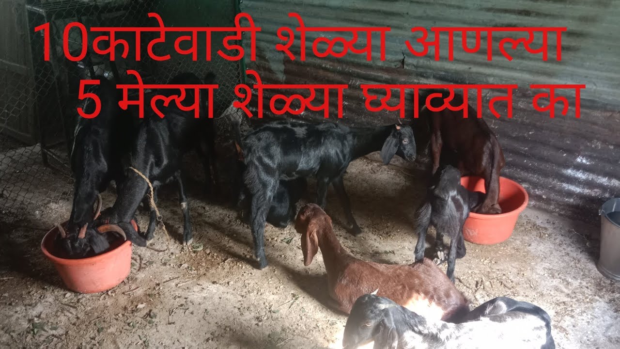 10 काटेवाडी शेळ्या आणल्या 5 मेल्या खरंच शेळ्या घ्याव्यात का 