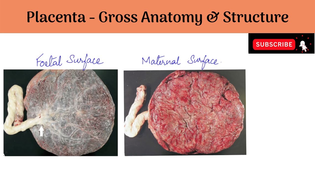 The Placenta - Gross Anatomy | Measurements | Structure | Placental Barrier