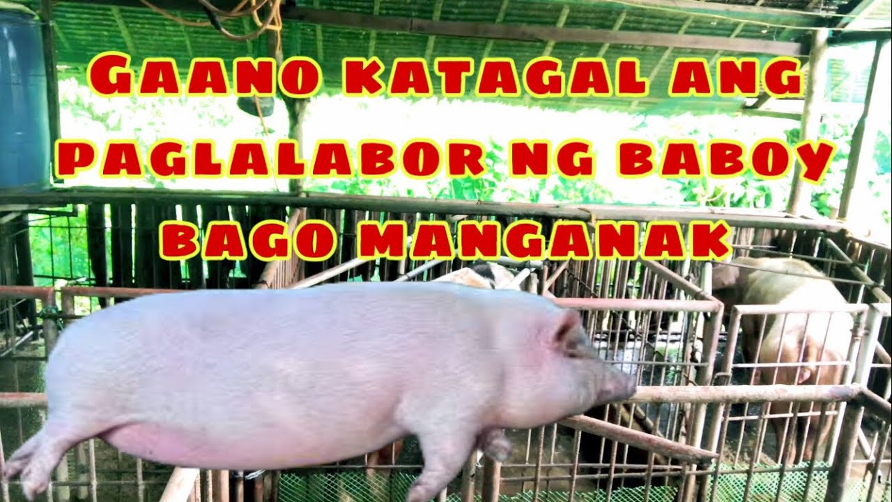 Ilang oras maglalabor ang inahing baboy bago manganak | Ryan Patenio