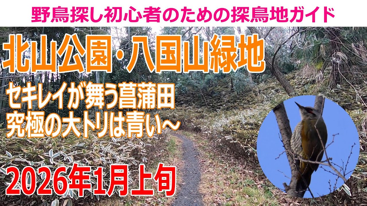 北山公園・八国山緑地(東京都)の探鳥地レポート セキレイが舞う菖蒲田 究極の大トリは青い～　2026年1月上旬