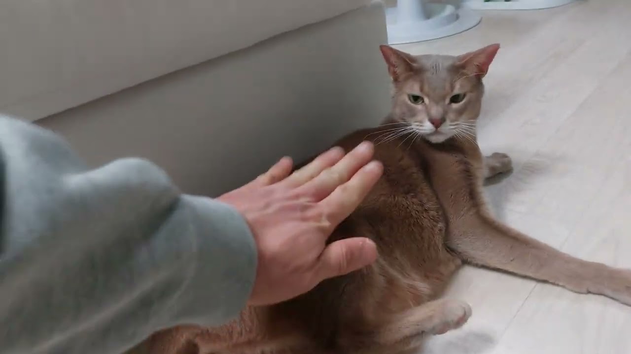 오랜만에 츄르 챱챱챱