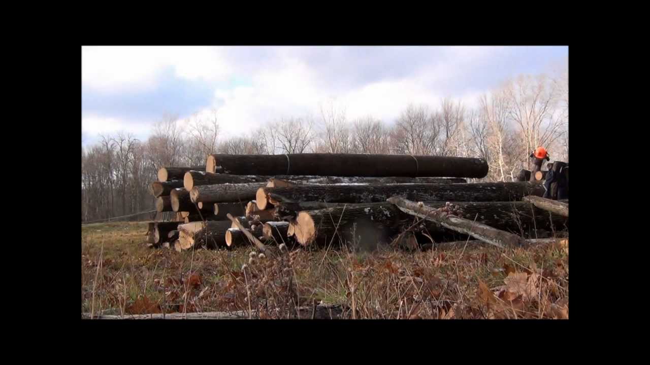 Ox Logging--Skidding logs with a single ox.wmv