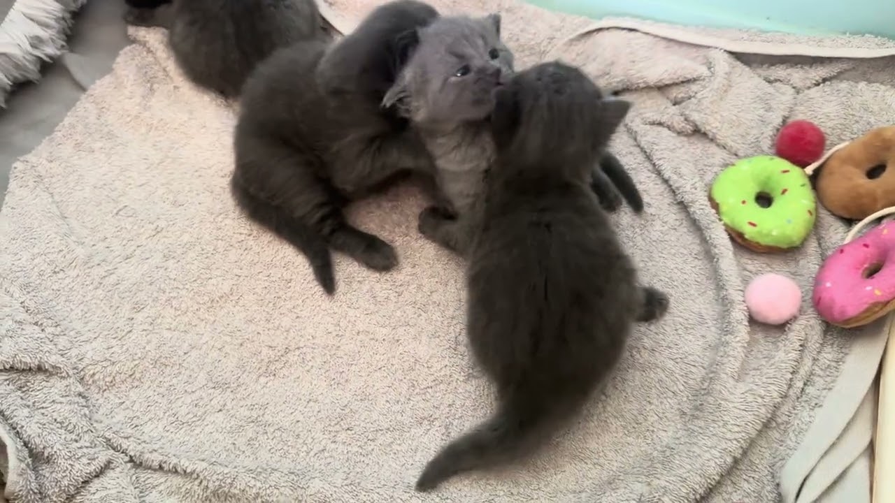24 days old kittens
