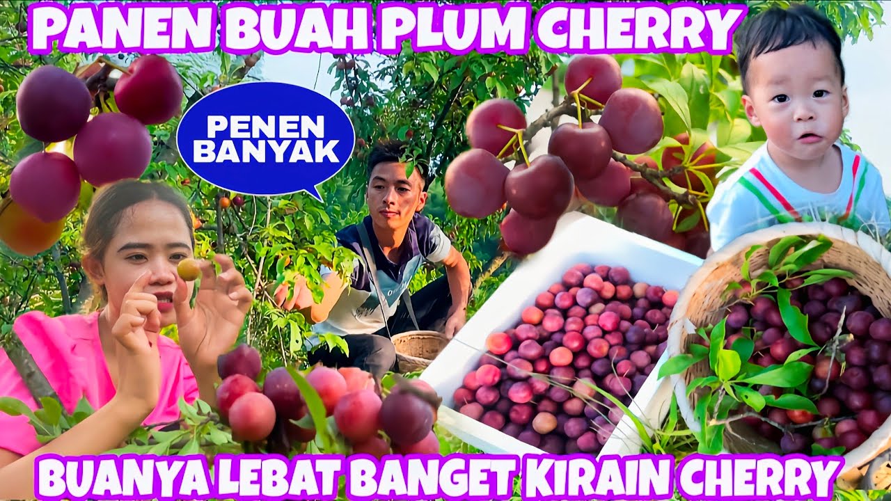 PANEN PLUM CHERRY DIBUKIT BELAKANG RUMAH BUAHNYA BANYAK BANGET