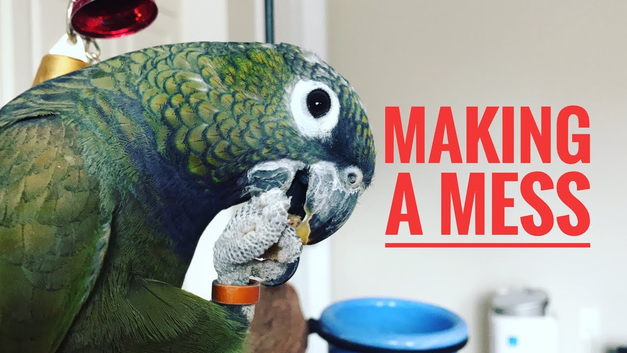PARROT EATING TOAST and MAKING A MESS  |  MAXIMILIAN PIONUS
