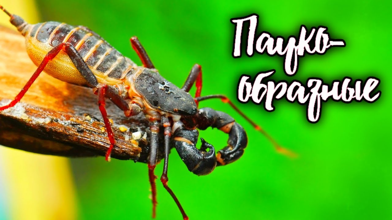 Телифоны, сольпуги и скорпионы. Самые опасные паукообразные планеты