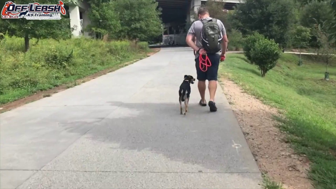 9 Month Old Boxer Chihuahua Mix 