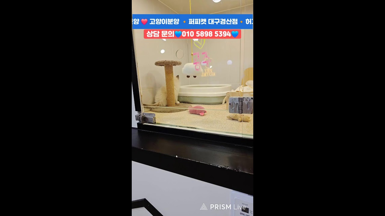강아지분양💙고양이분양🔸️ 퍼피캣 대구경산점🔸️#강아지 #강아지분양 #대구강아지분양 #고양이 #고양이분양 #대구고양이분양 #애견분양 #대구애견분양 #라이브 #Live