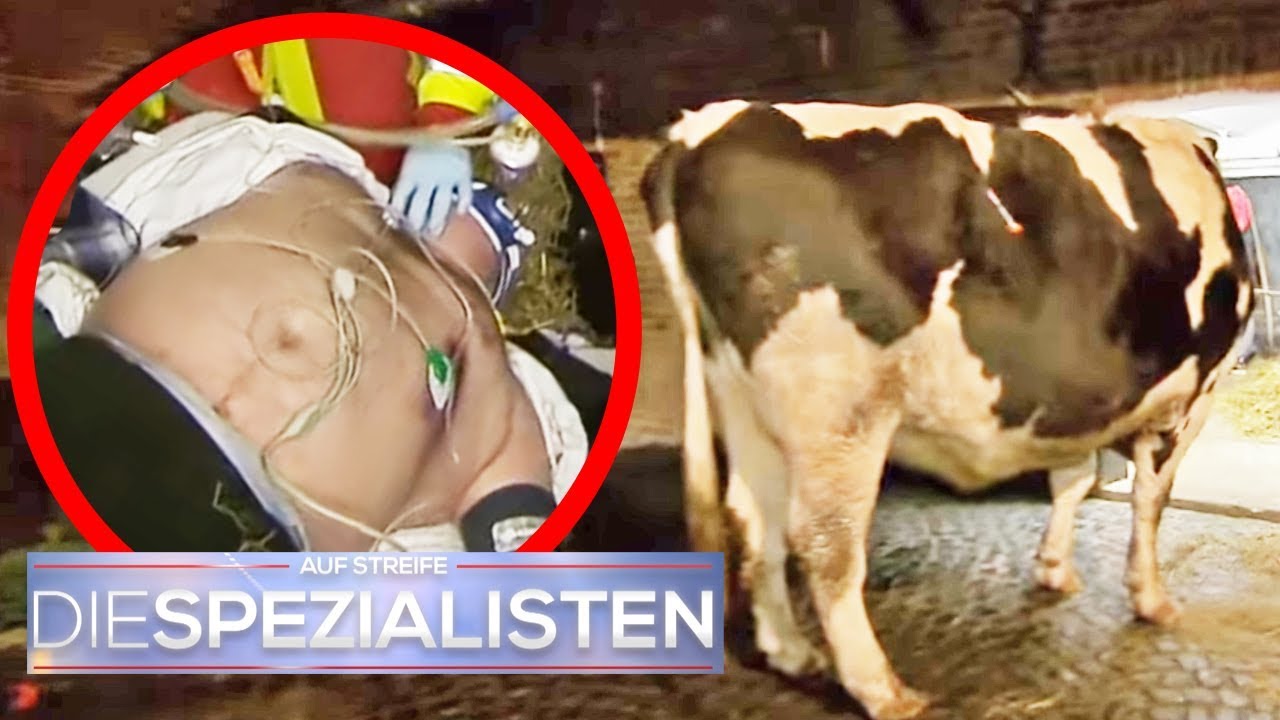 Aggressiver Bulle greift Jürgen an! | Birgit Maas | Die Spezialisten | SAT. TV
