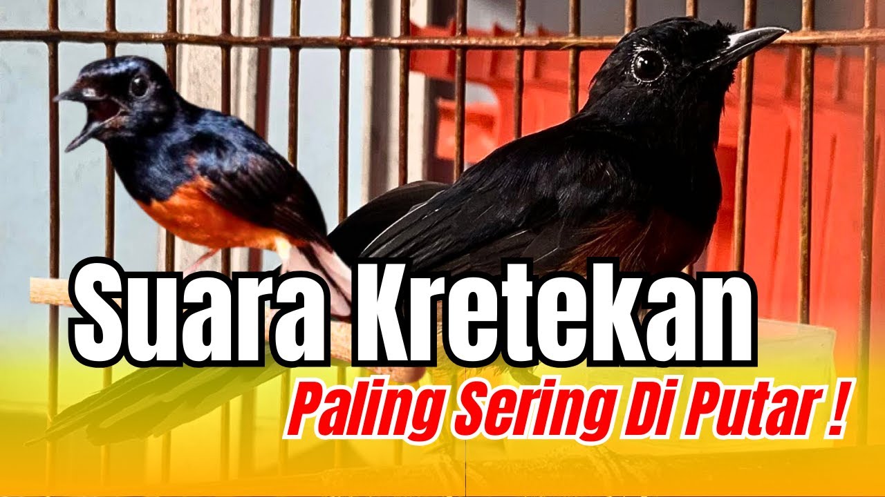 ⚫ SUARA KRETEKAN MURAI BATU GACOR AMPUH BUAT PANCINGAN EMOSI AGAR BONGKAR ISIAN ❗❗ #muraibatugacor