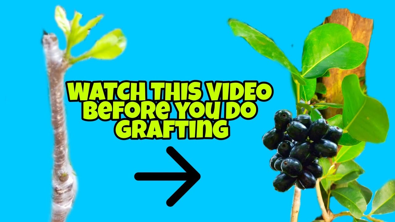 HOW TO GRAFT JAVA PLUM? CLEFT GRAFTING (DUHAT)