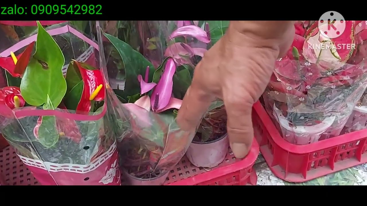 cây để bàn, cây phong thủy theo tuổi theo mệnh @caycanhphongthuy1977