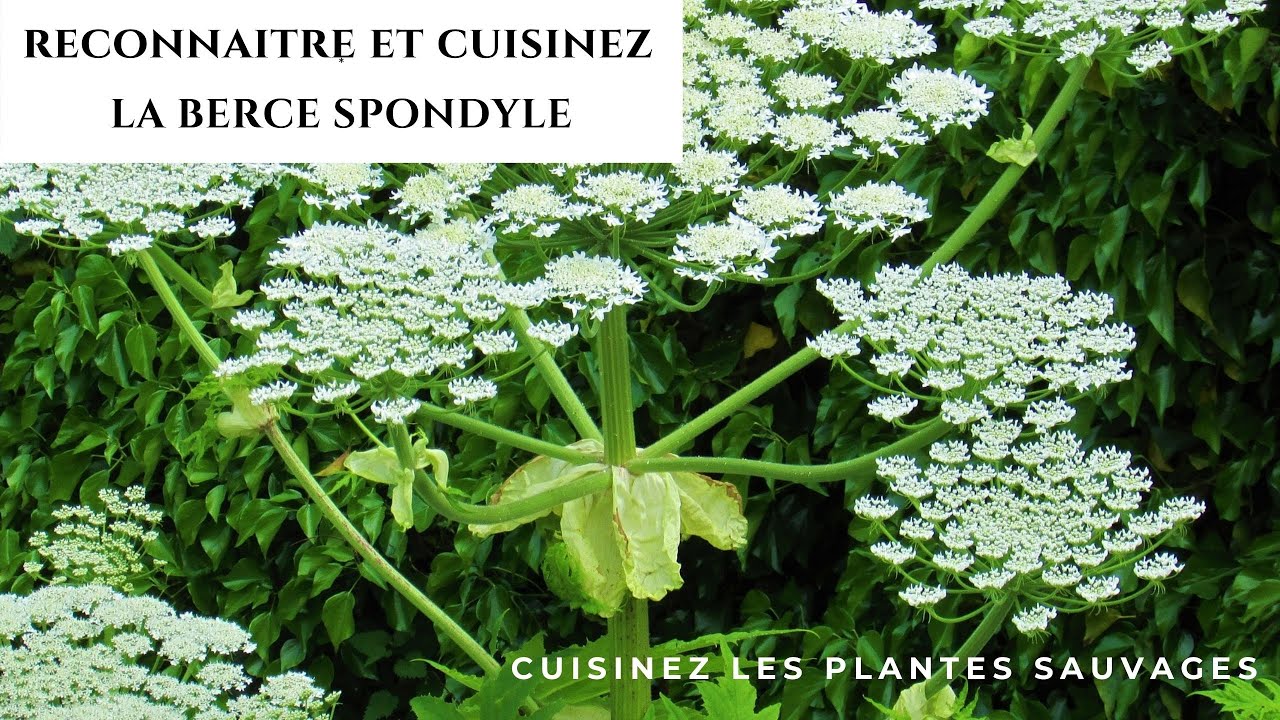 Reconnaitre la Berce spondyle
