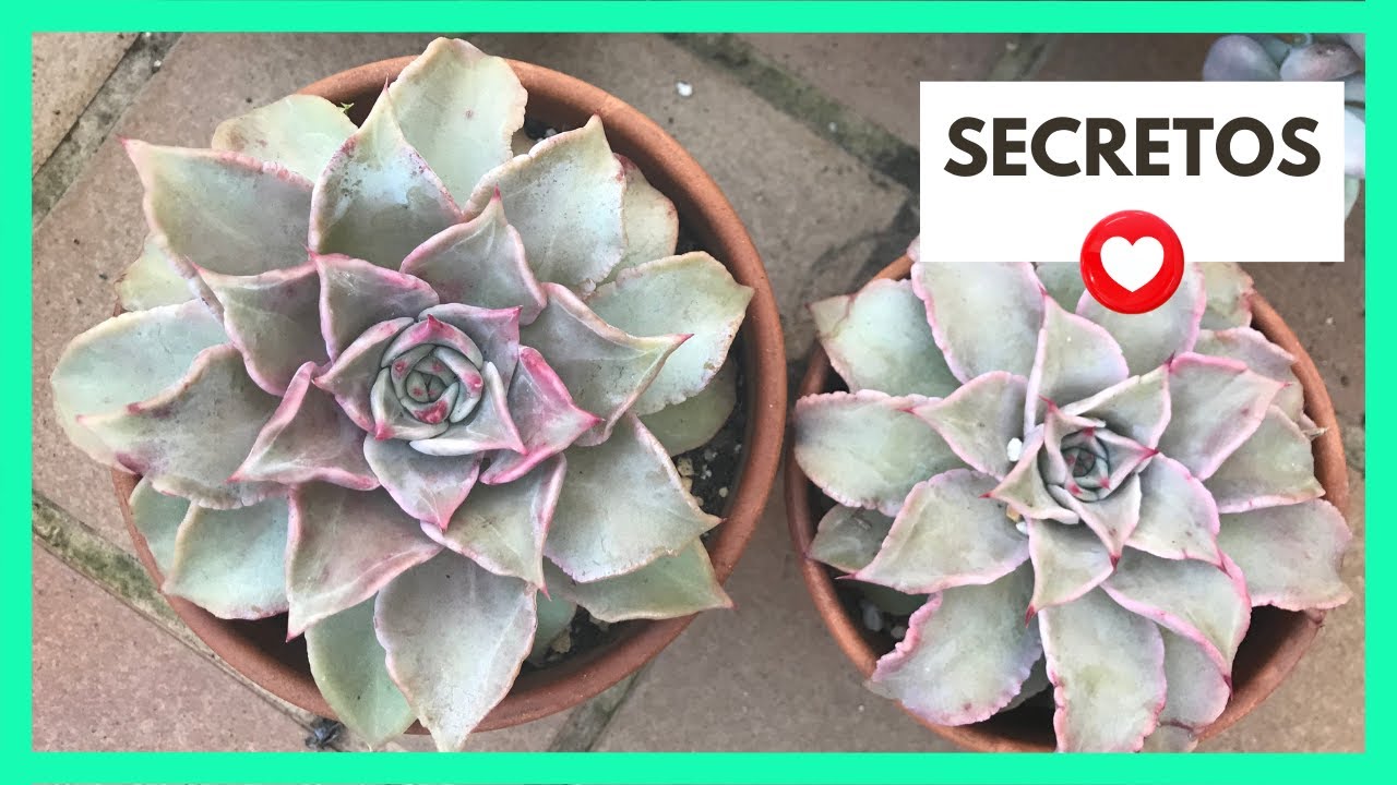 CUIDADOS  de la Echeveria Madiba ACTUALIZACIÓN