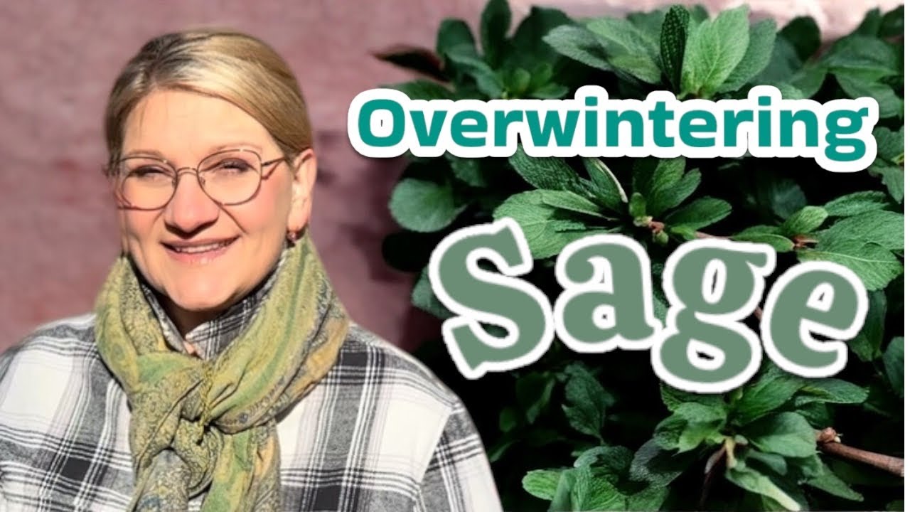 How to Overwinter Sage in Cold Climates