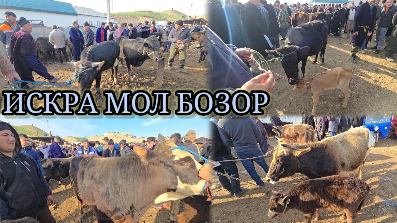 ИСКРА МОЛИ БОЗОР НАРХҲОИ ГОВ ВА ГУСФАНД 😱😱😱
