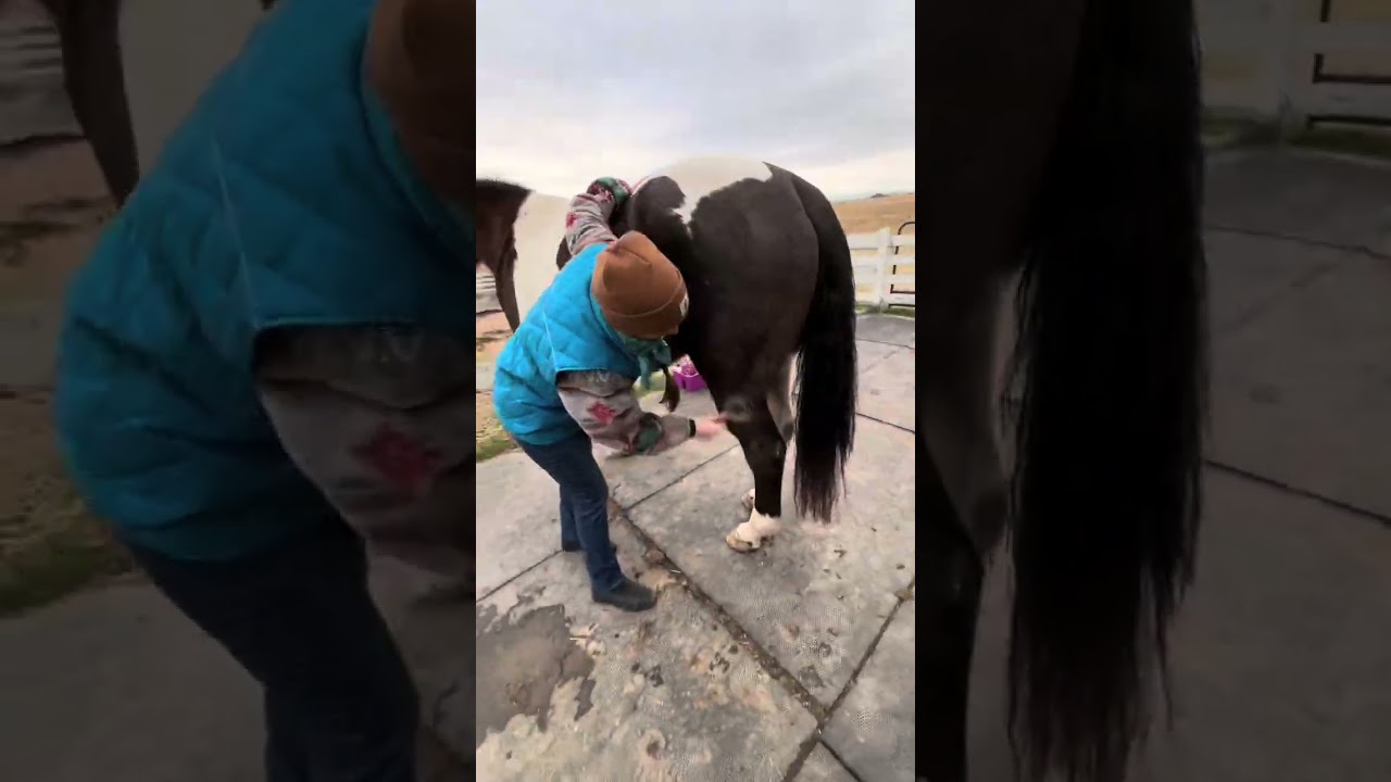 Wrangler submission video! 