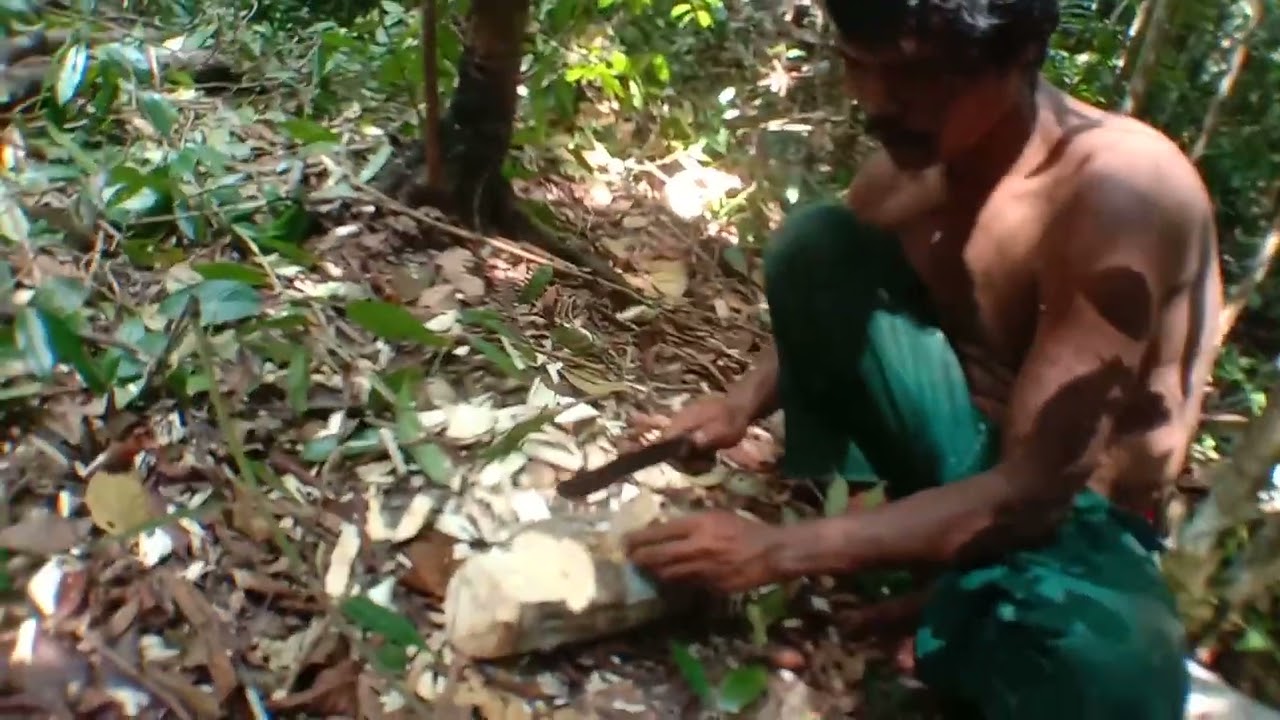 Penelusuran dari kayu gaharu di hutan Jambi