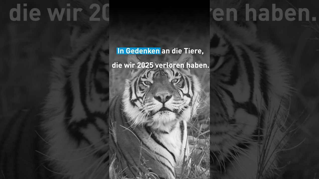 🤍 Wir werden euch nie vergessen! Tiere von denen wir uns 2025 verabschieden mussten 🤍 | VIER PFOTEN