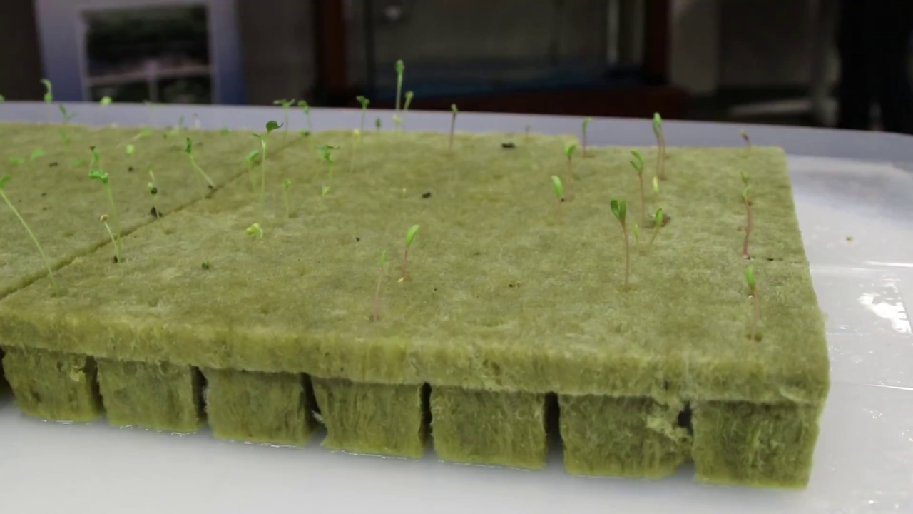 Lumago Brings Life to the Atrium!