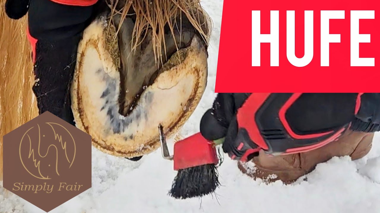 Hufe auskratzen