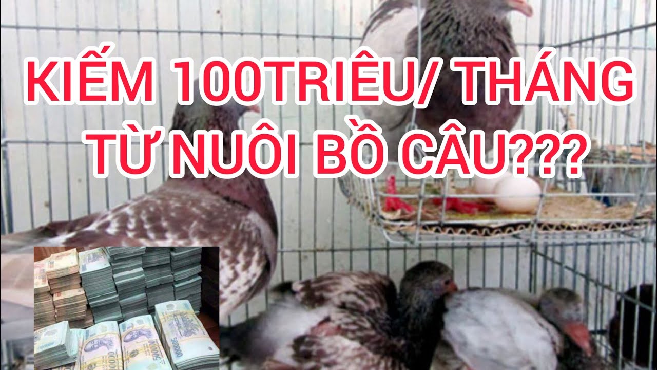 LÀM SAO KIẾM ĐƯỢC 100 TR/ THÁNG TỪ CHĂN NUÔI CHIM BỒ CÂU PHÁP????