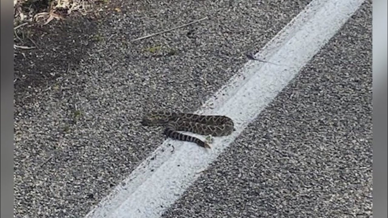 Increase in rattlesnake sightings throughout San Diego