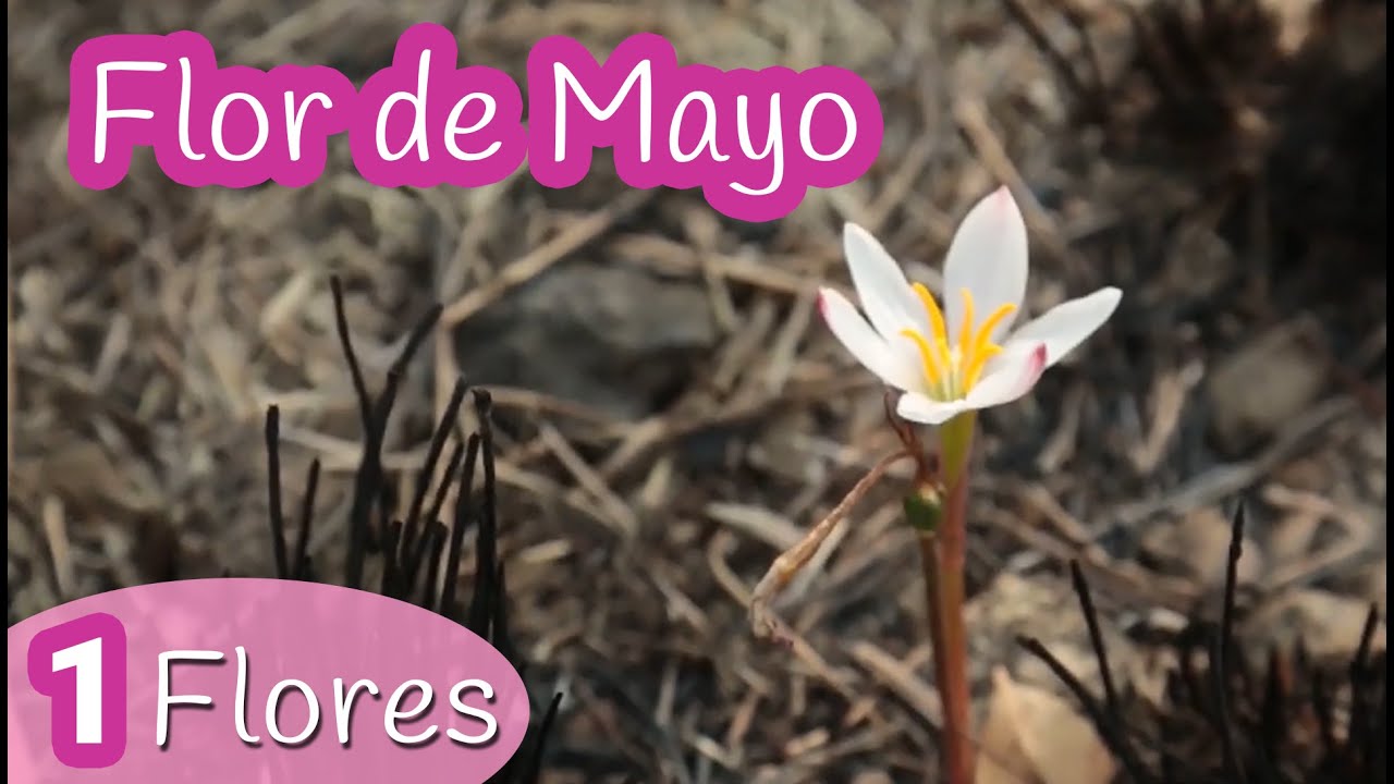 Una flor BLANCA nacida en MAYO - Plantas nativas al natural - Mecuate
