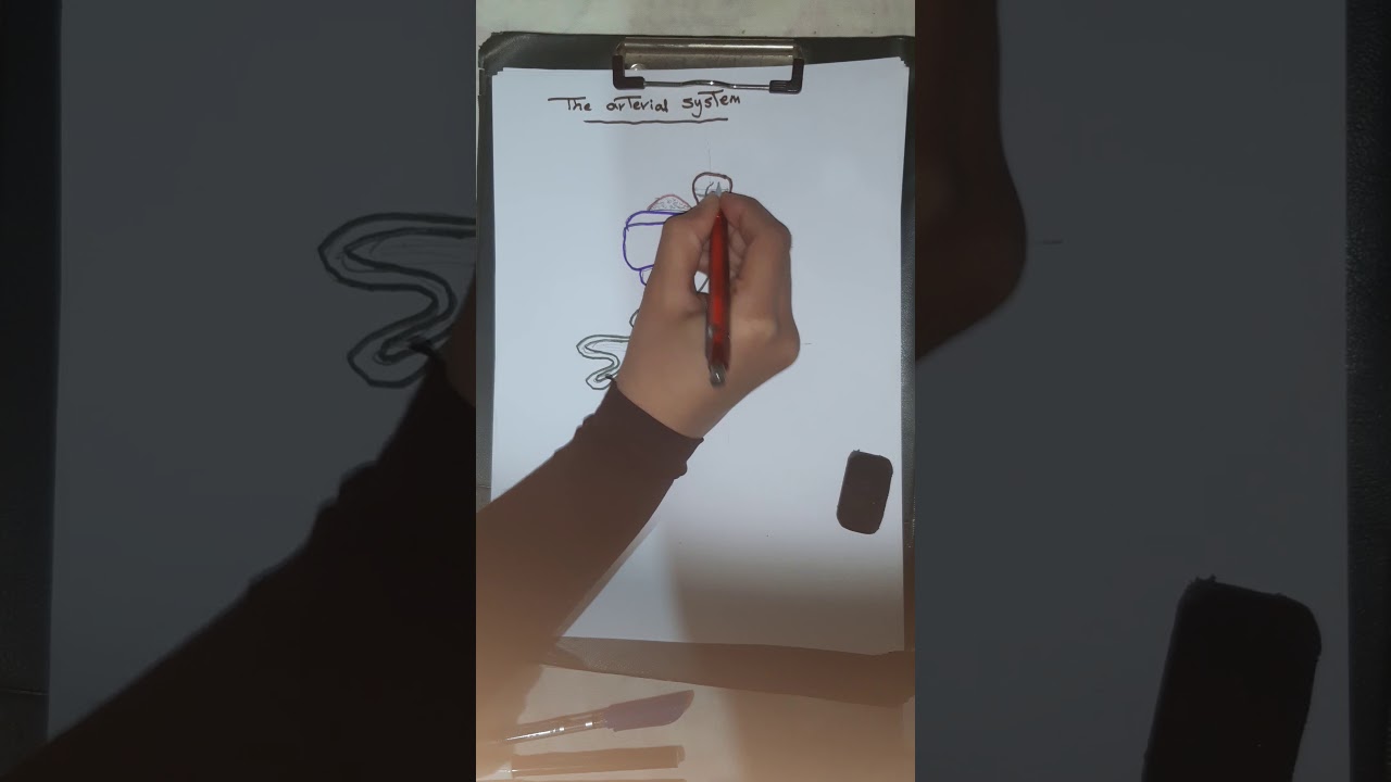 Drawing of the arterial system of the frog🐸(طريقة رسم الجهاز الشريانى للضفدعة)