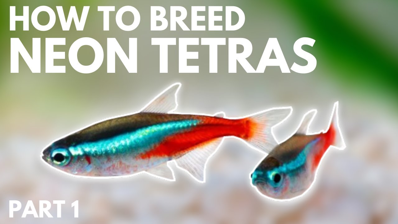 How to Breed Neon Tetras: Getting the Eggs (Part 1)