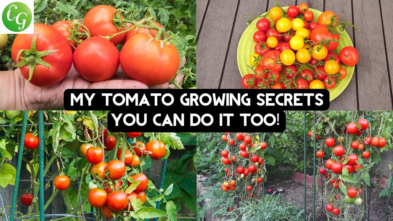 🍅Открываем секреты томатного мастерства: 10 главных секретов исключительного роста томатов🍅