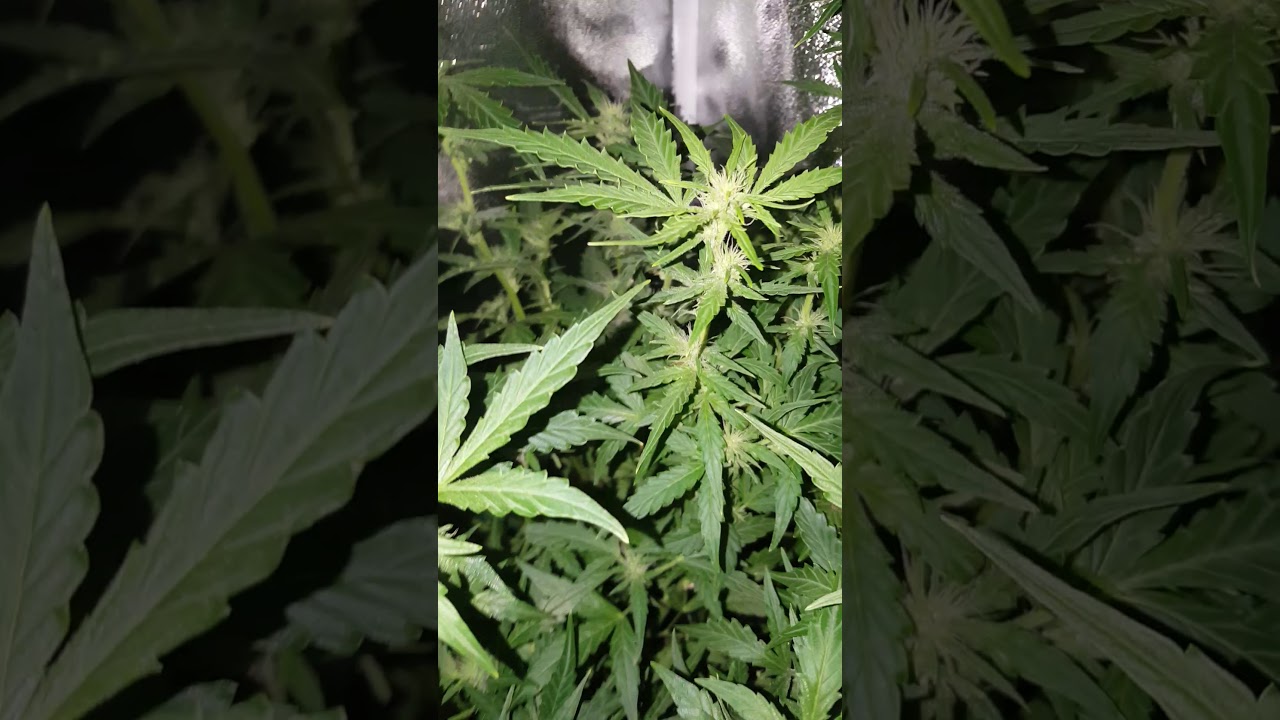 6 weeks into flower autos @growingweedindoors @growweedinhome8759