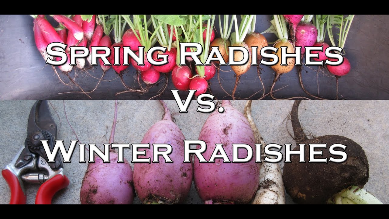 Spring vs  Winter Radishes - What's the Difference?