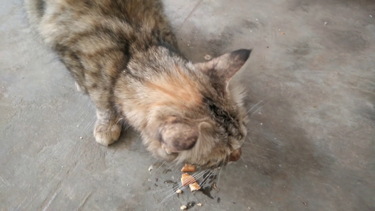 The Cat even eats Parle-G biscuits😯