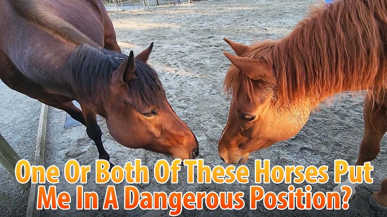 Danger With Horses: I Knew It Was Coming But It Still Startled Me