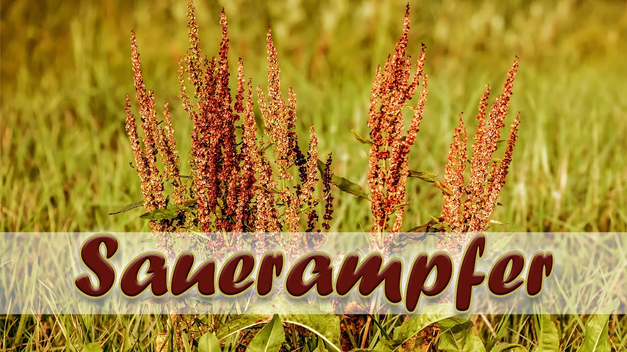 Wissenswertes über Sauerampfer & Rezept Sauerampfersuppe zum Nachmachen