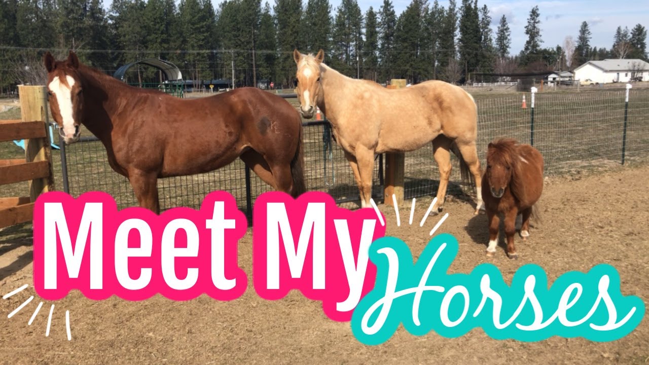 Meet My Horses