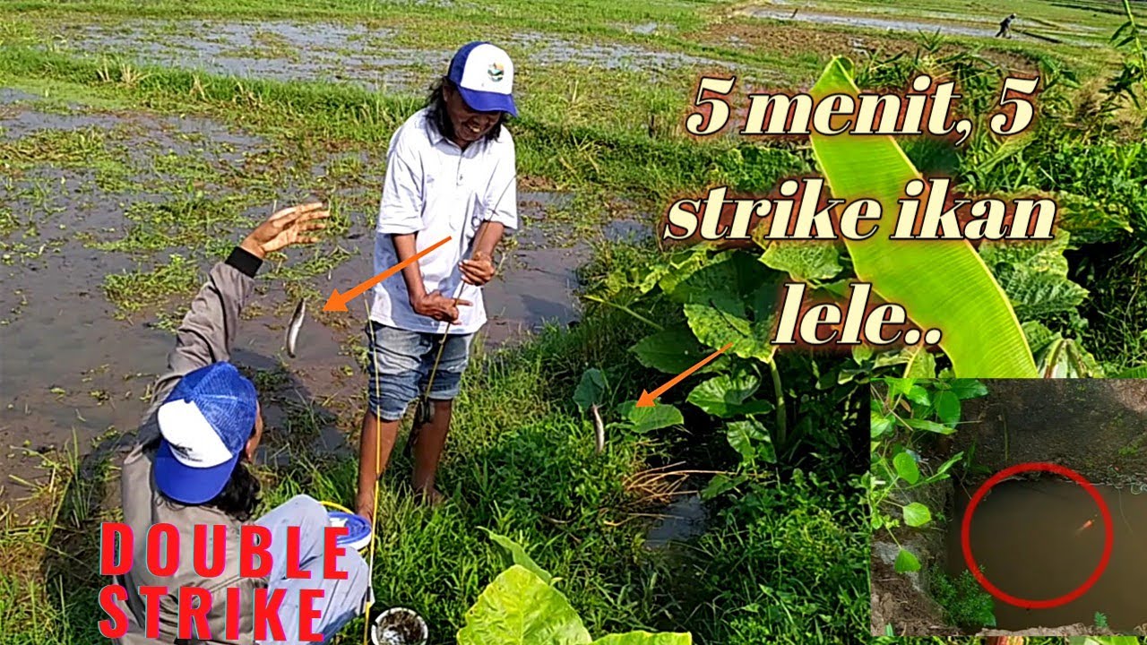 mancing lele gacor Alhamdulillah cukup untuk buka puasa dan sahur.....