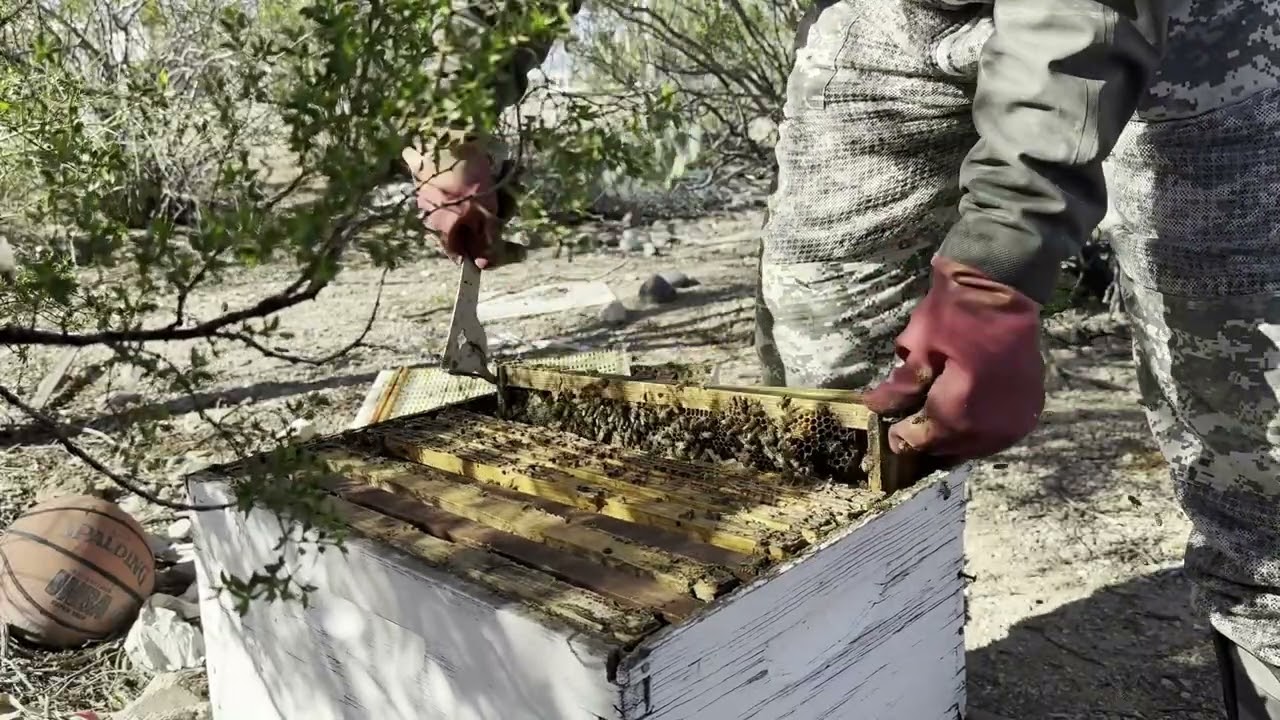 Last Hive Inspection of 2025