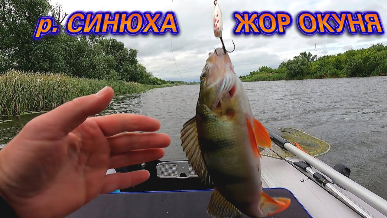 ОКУНІ РОЗРИВАЮТЬ ЦЮ БЛЕШНЮ В ХЛАМ! Рибалка на хижака з лодки р. Синюха