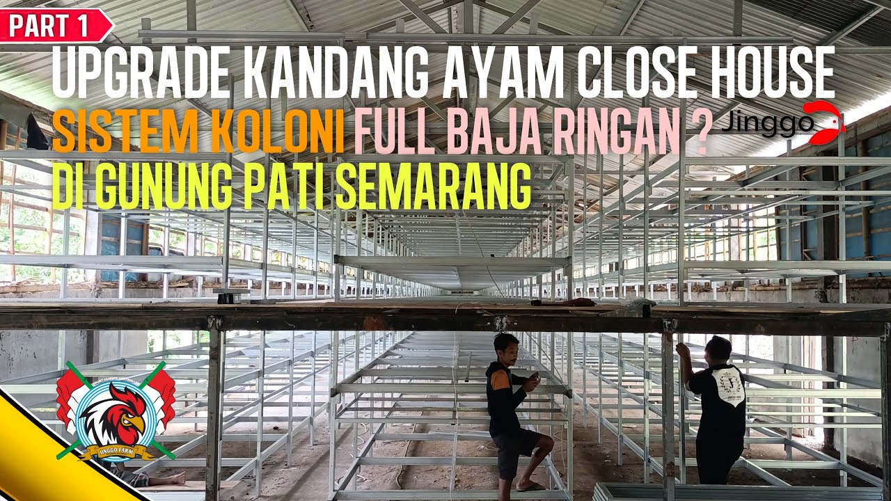 Upgrade Kandang Ayam Close House Sistem Postal menjadi Sistem Koloni Manual dgn Rak Full Baja Ringan