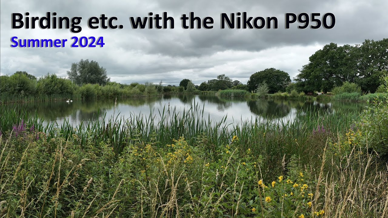 Birding etc. with the Nikon P950 - Summer 2024
