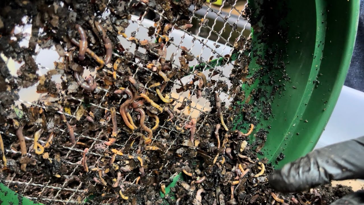 Breeder Bin Bait Trap Result and How Breeder Traps are Different from Grow Out Bin Traps.