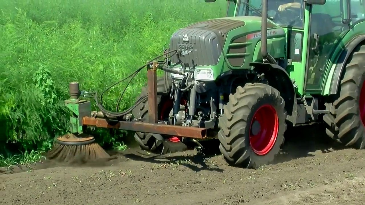 Désherbage, maladies et ravageurs sur asperges