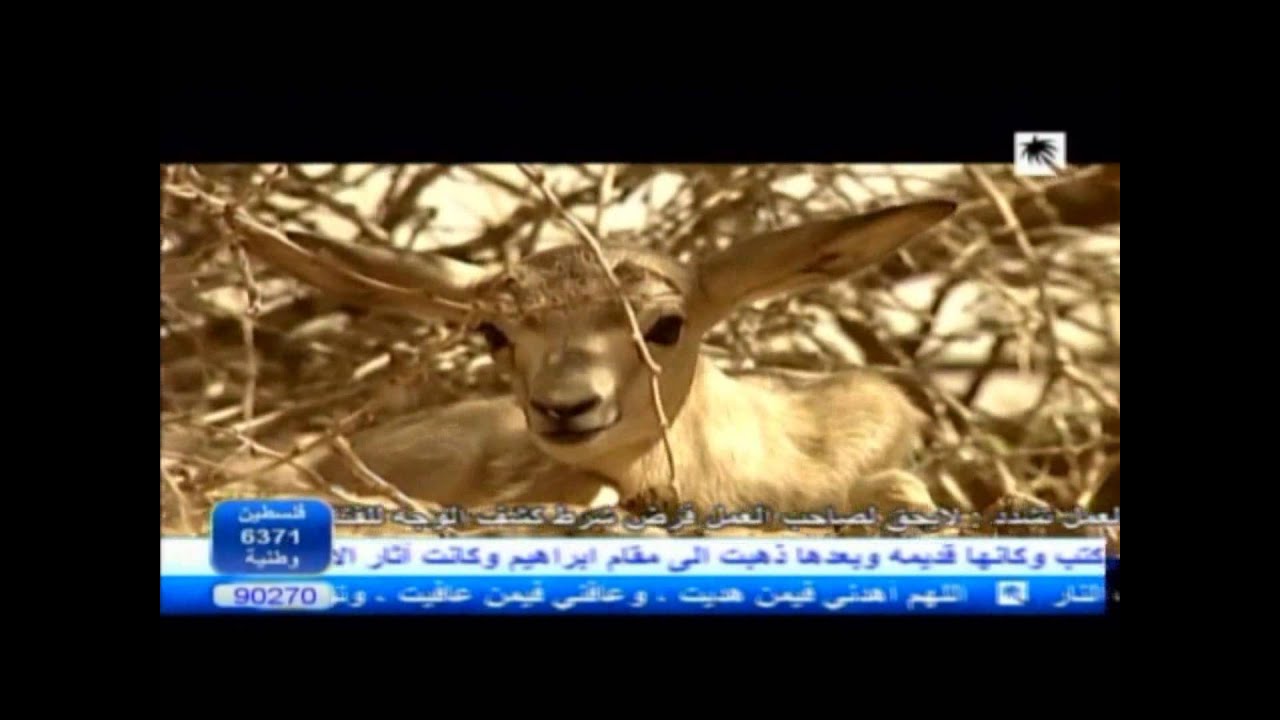 شقول يا أهل الهوى - أحمد القرعاوي - قناة القصيم