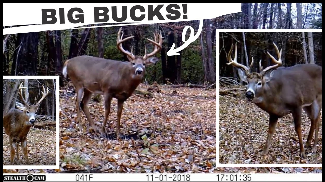 My 10 BEST Whitetail Deer Buck Clips | Trail Cam Videos