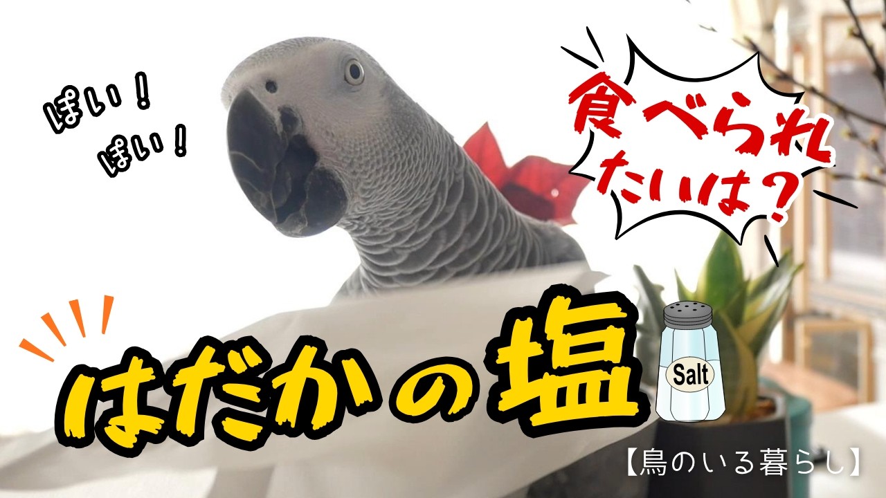 【自己評価高すぎて草】可愛いのに発言がヤバすぎるヨウムｗ