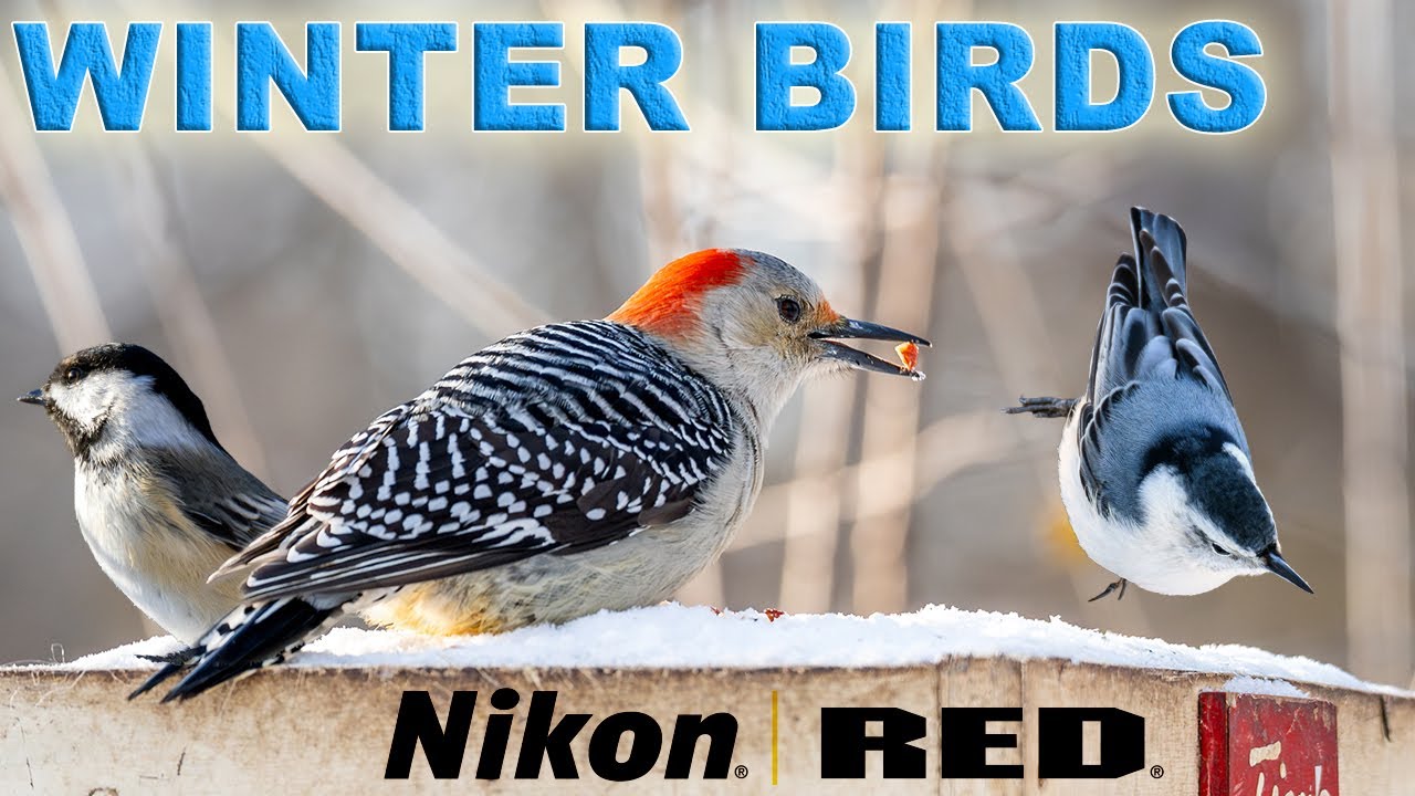 Birds  - Nikon ZR 6K RED RAW