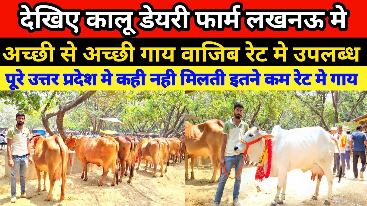 देखिए मजहर भाई दिखा रहे Top Qawality Cow वाजिब दाम में || desi cow | sahiwal | lucknow pashu bajar