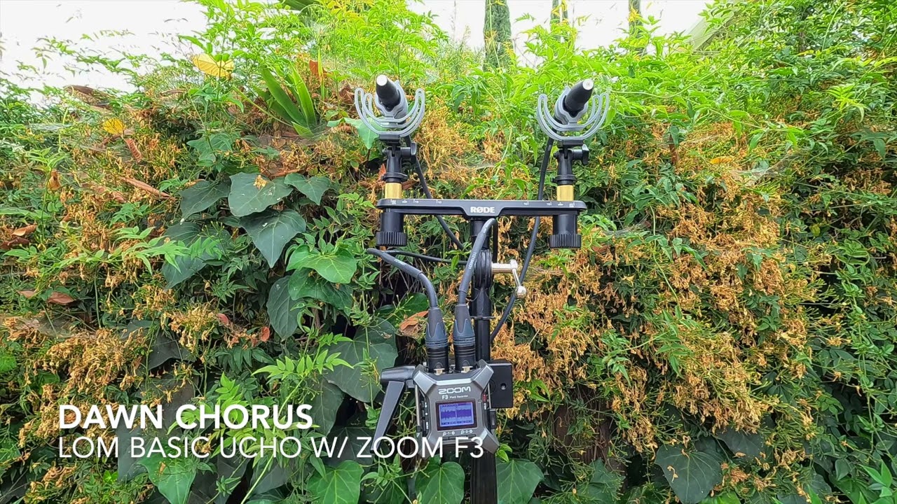 Dawn Chorus with LOM basic Ucho and Zoom F3 #LOM #basicUcho #ZoomF3